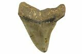 Fossil Megalodon Tooth - North Carolina #328244-1